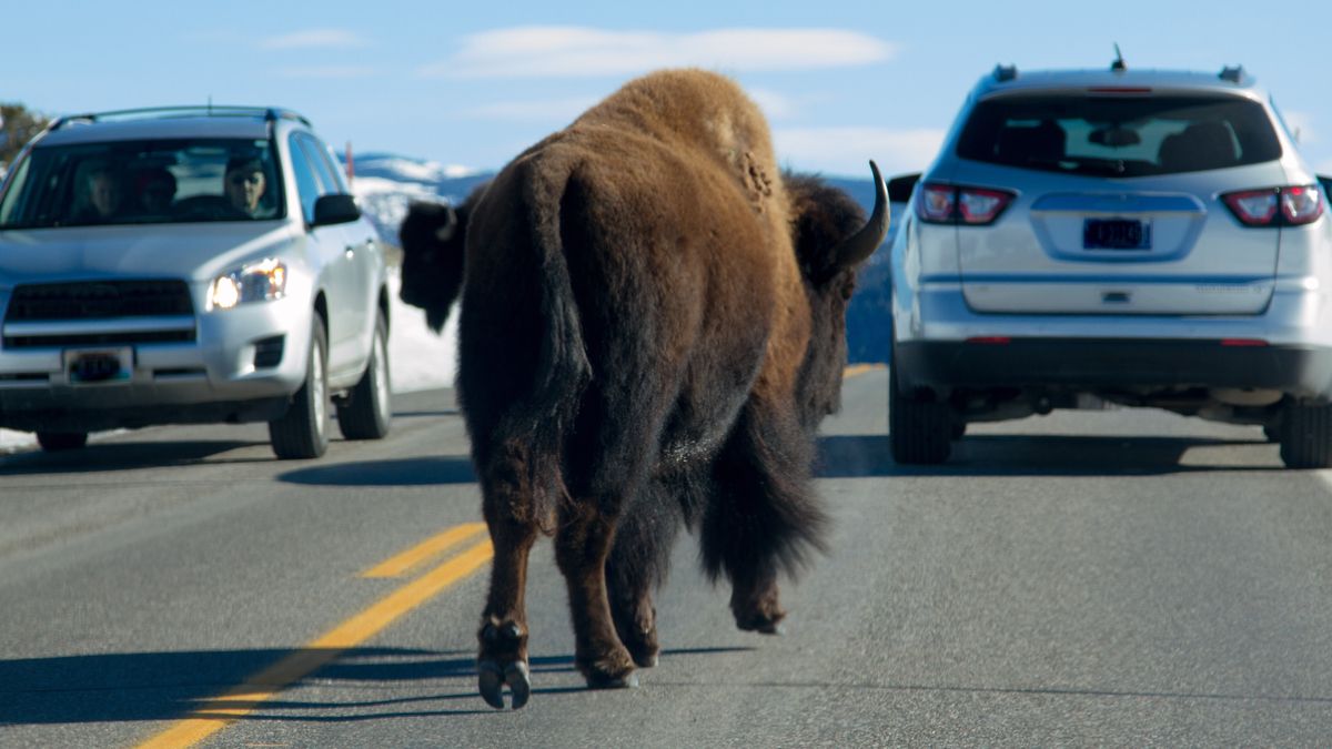 Bison on road at Yellowstone National Park facing cars