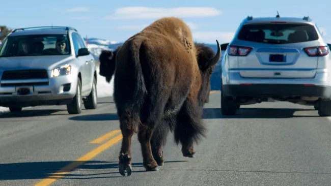 Yellowstone tourist drives too close to territorial bison – and it’s an expensive mistake