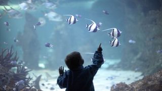 Child pointing to black and white fish