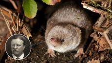 Crocidura roosevelti