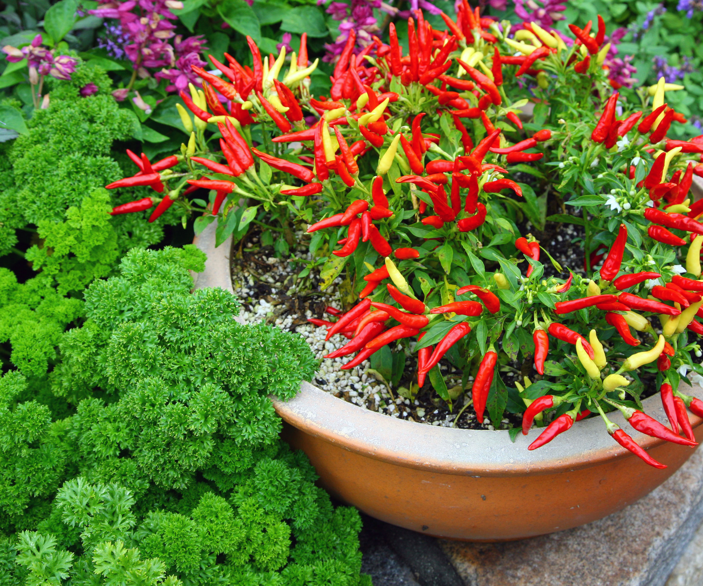 red chili plants in large ceramic planter next to parsley and other plants