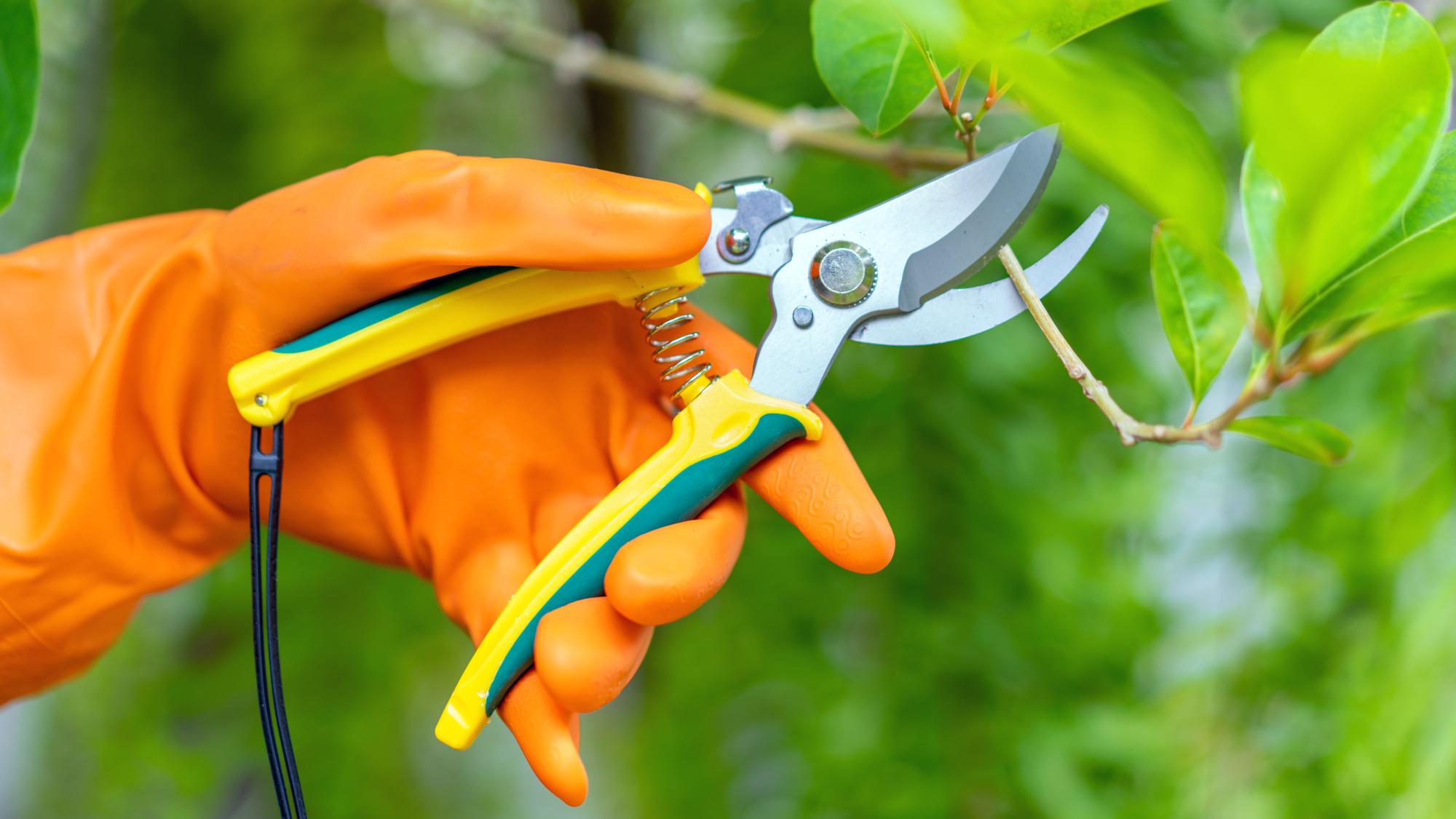 hand wearing a yellow glove using a pair of hand pruners to prune a stem
