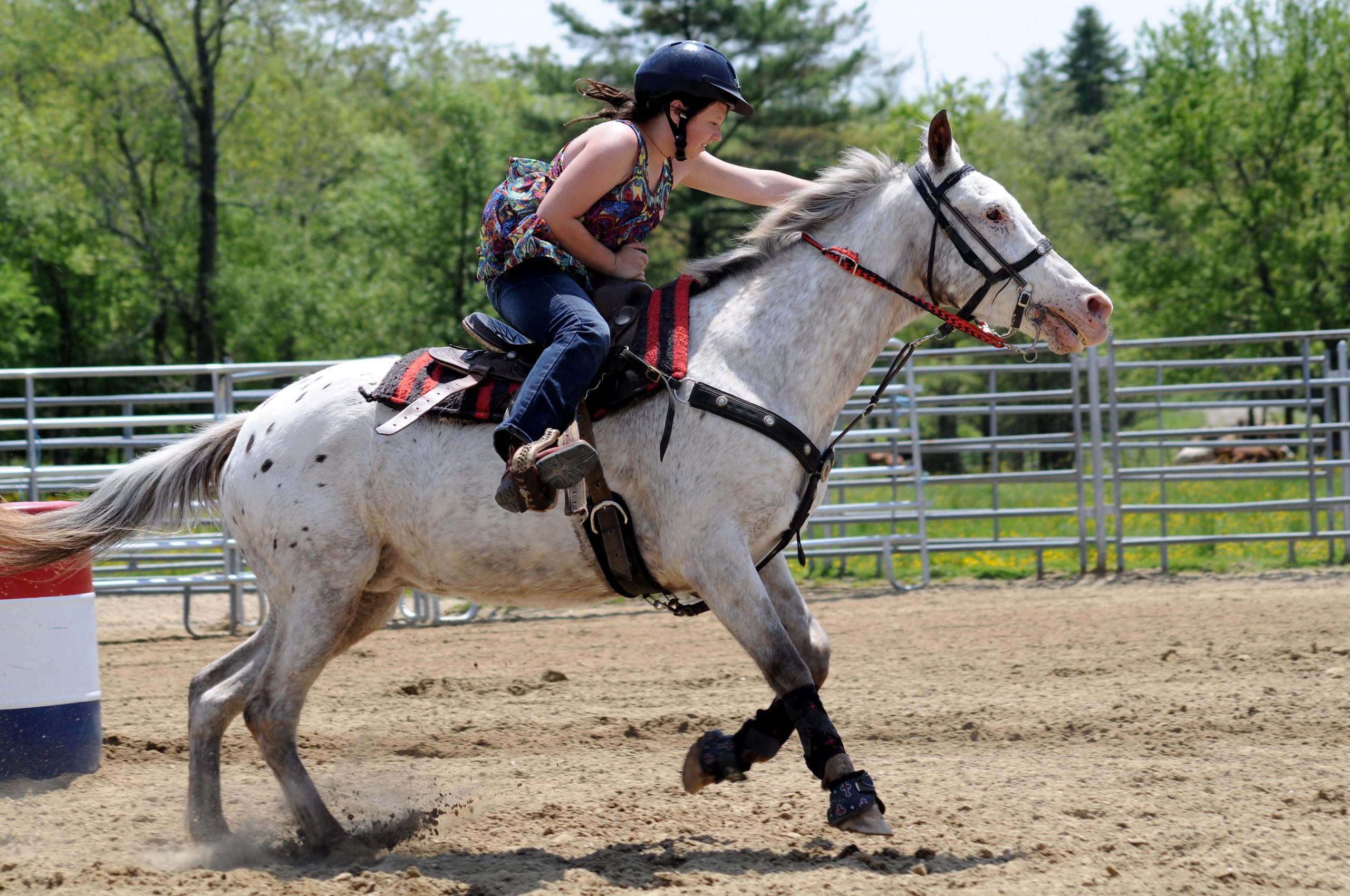 Appaloosas barrel racing with teenage girl