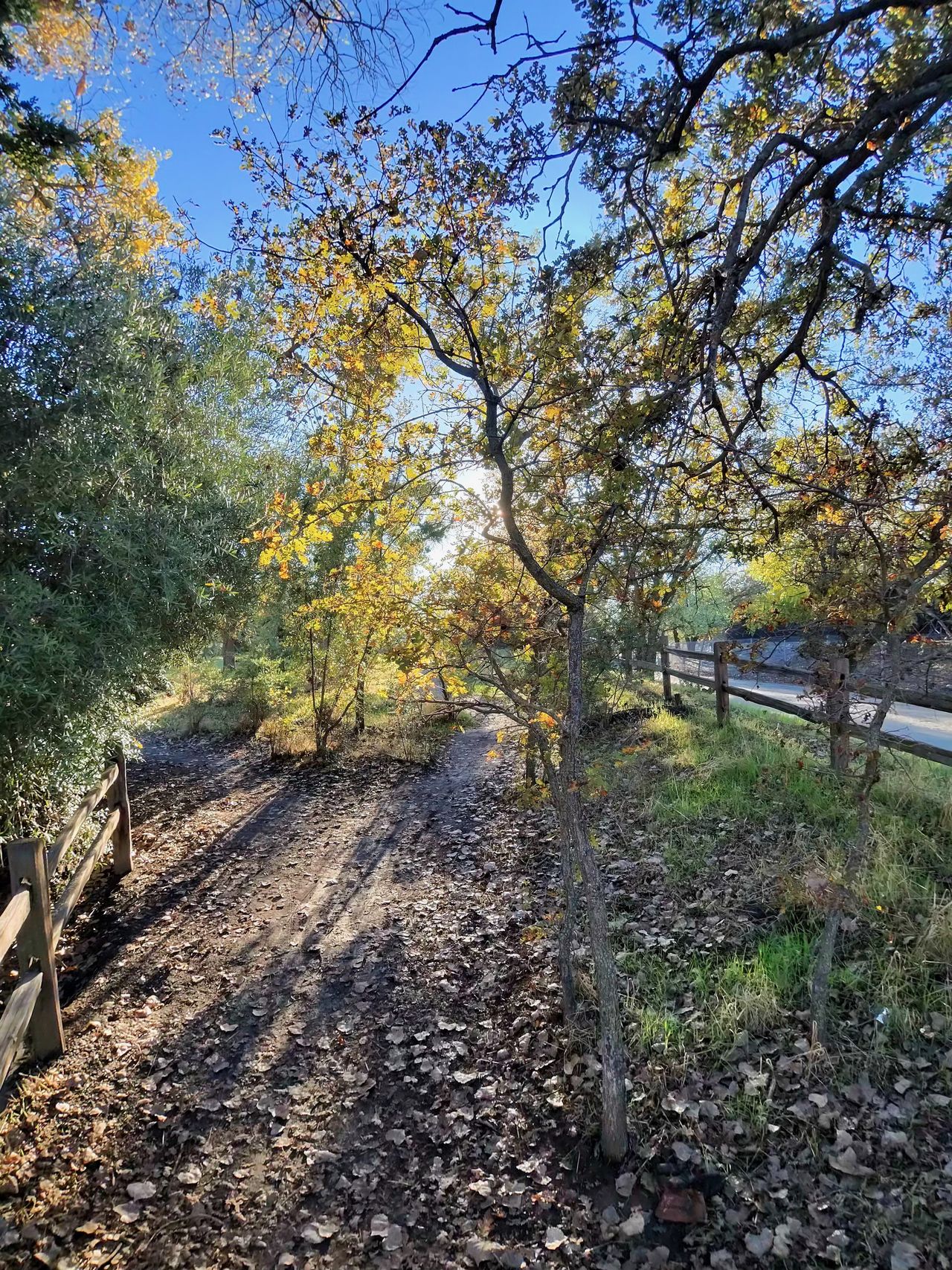 A photo taken with the Oakley Meta Vanguard smart glasses, showing small trees backlit by the sun.