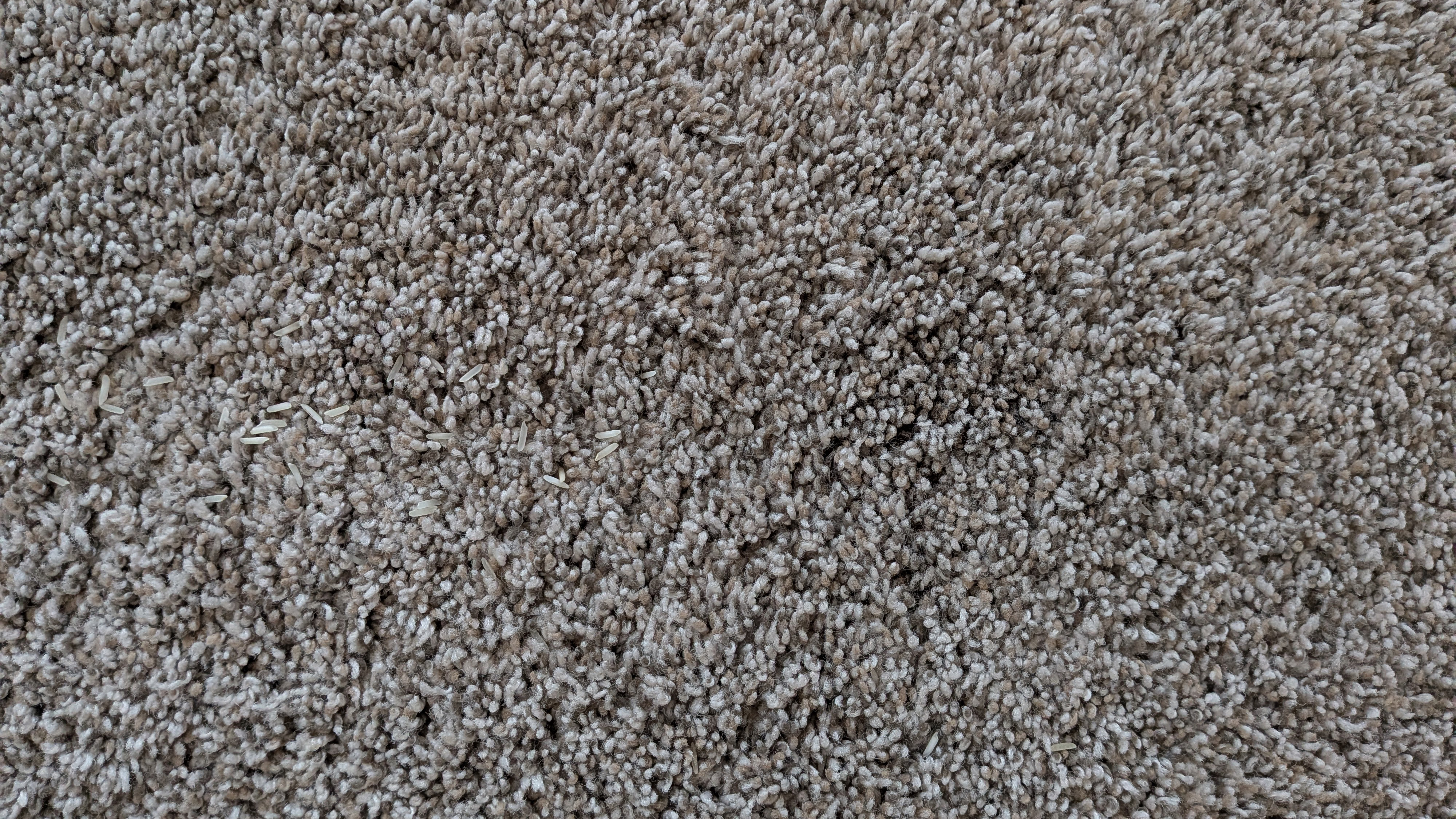 No visible dry tea or rice remaining on deep-pile carpet after the vacuuming test