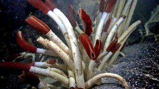 Species like vestimentiferan tubeworms, Riftia pachyptila, such as these found near the Galapagos Islands, represent the kinds of life that can persist near deep-sea hydrothermal vents.