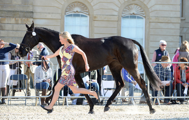 ClassicMoet_Badminton16pn_1511A_1.jpg