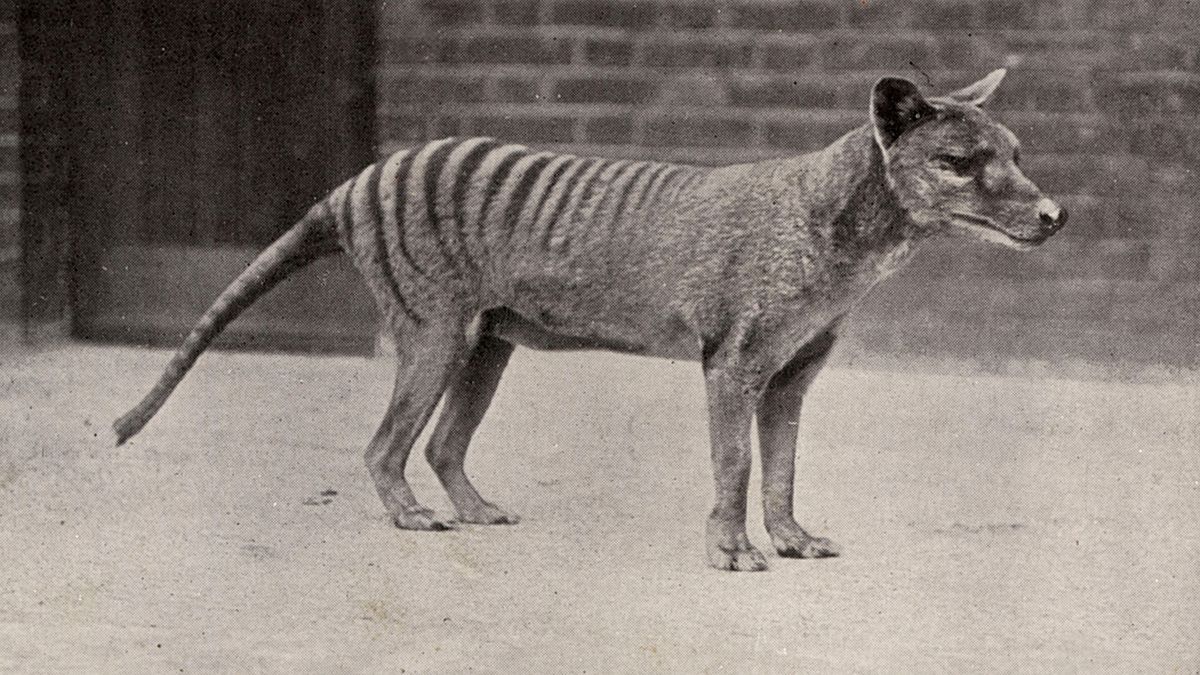 Could extinct Tasmanian tigers be brought back from the dead? | Live ...