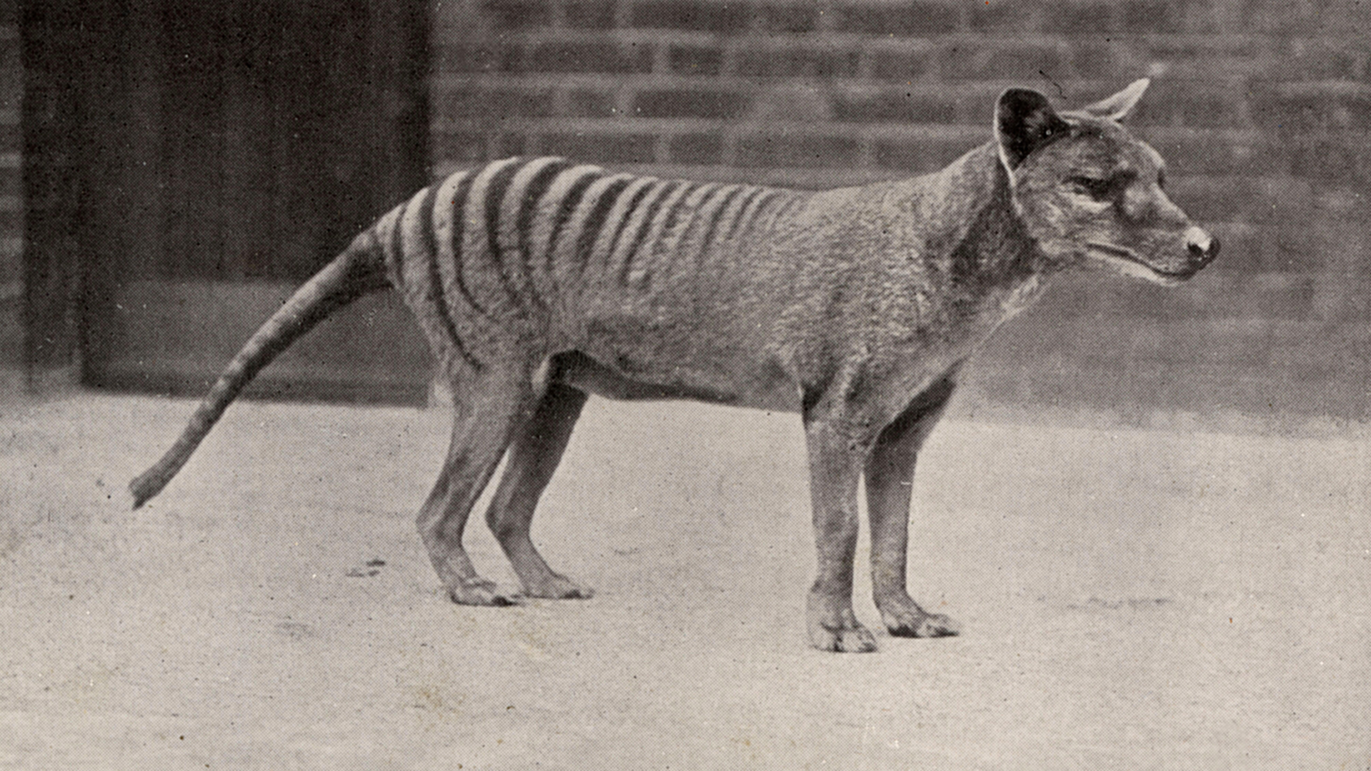 A Tasmanian tiger in captivity at the London Zoo, in the 1910s.