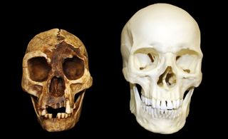 A comparison of two skulls, with a skull about 2/3 of the size on the left