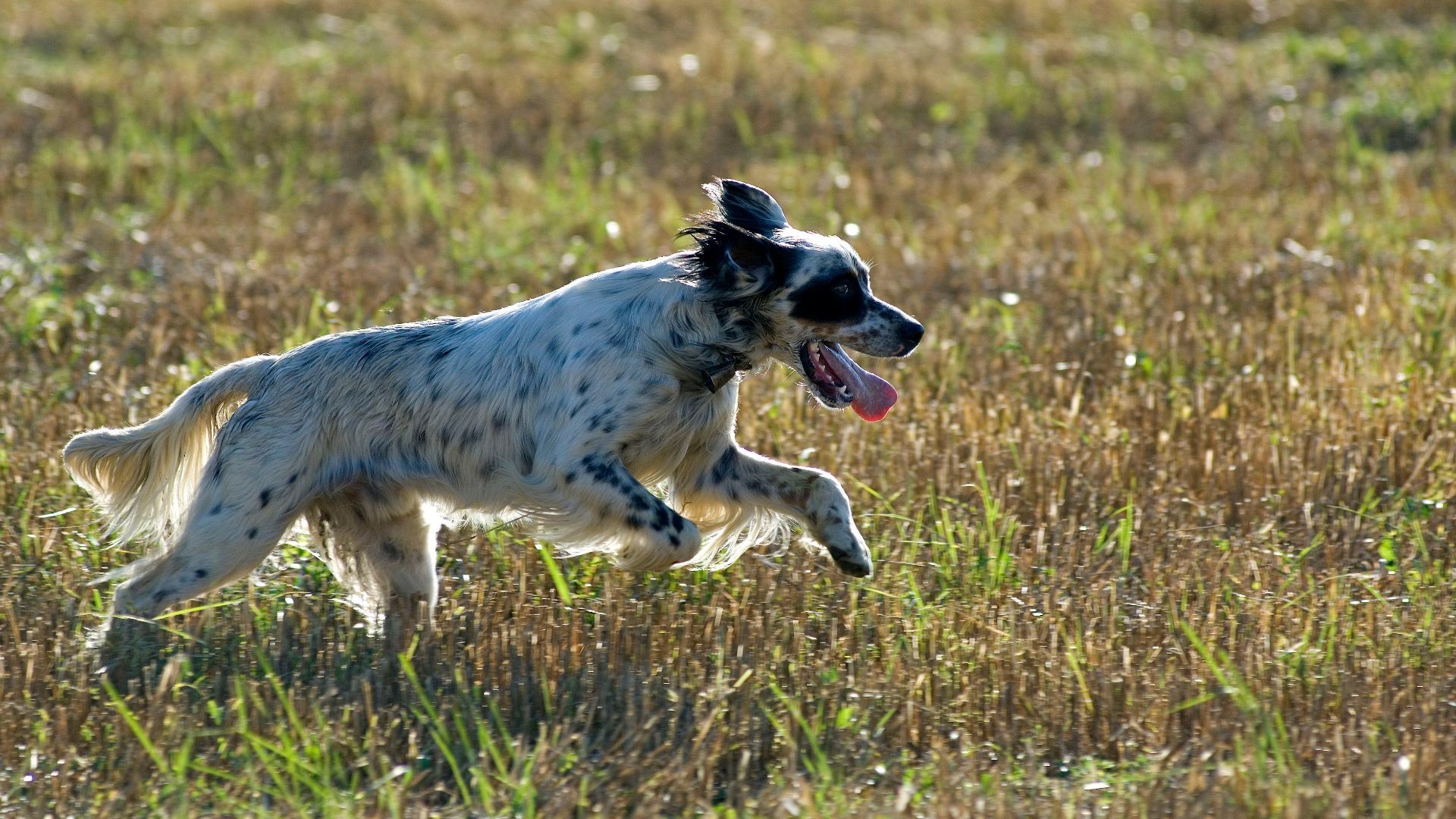 English Setter playing and running