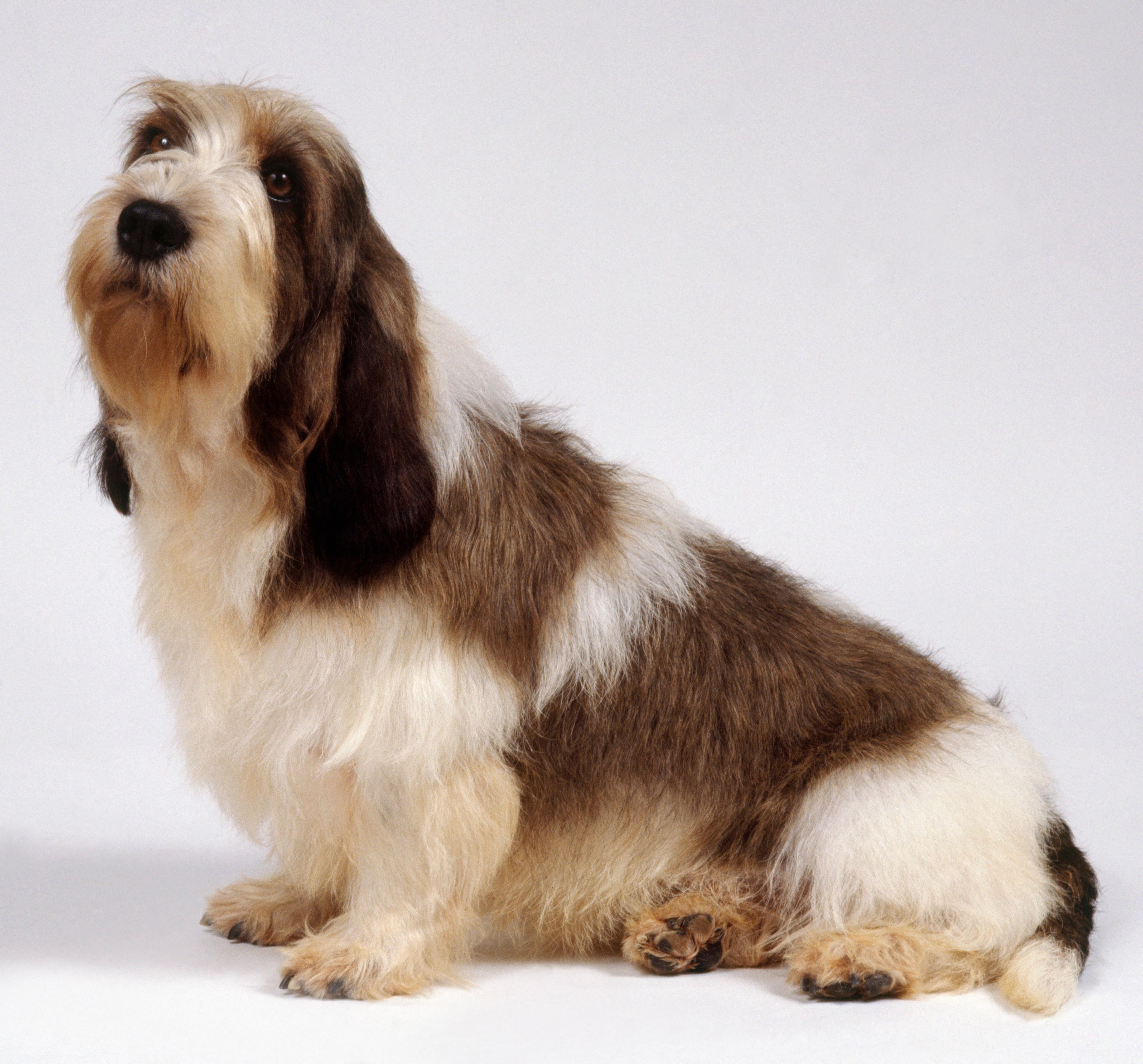 A Petit Basset Griffon-Vendéen sitting against a plain background, its shaggy coat, long body and expressive face clearly visible.