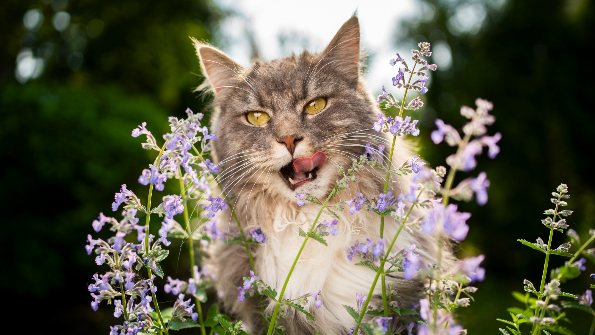 Maine cat licking his lips among stems of catmint flowers