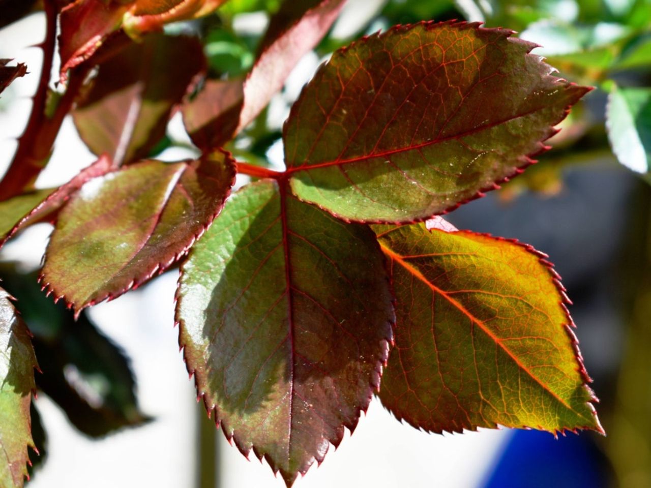 Brown Edges On Rose Leaves