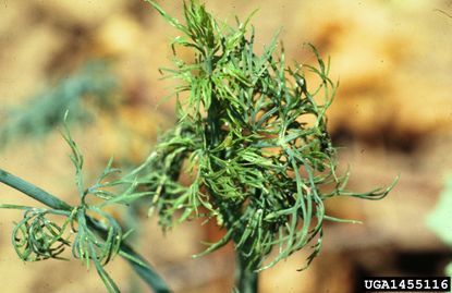 Diseased Dill Plant