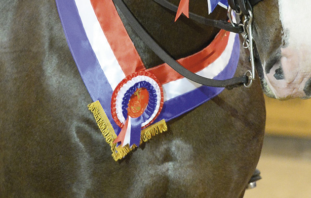 A HOYS winner