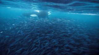 En undervattensbild av en späckhuggare bredvid en stor grupp sill utanför Andenes i Norge.