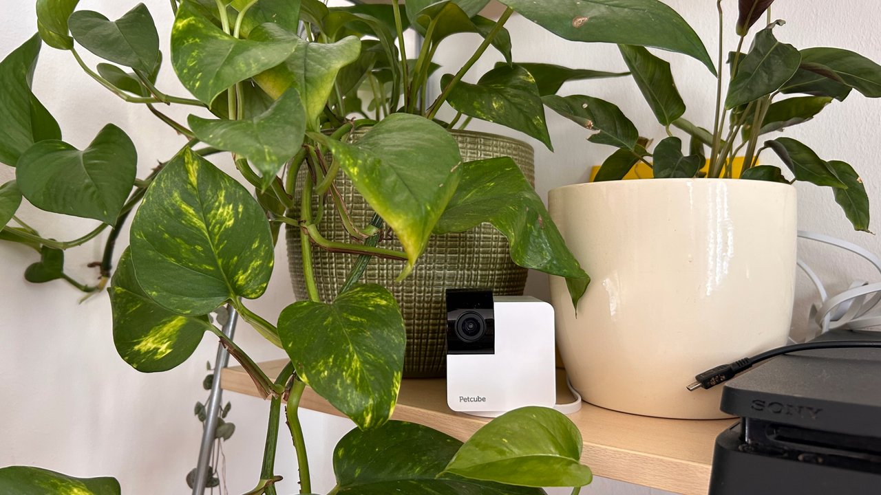 Petcube 360 camera sitting on a shelf next to plants and the corner of a playstation