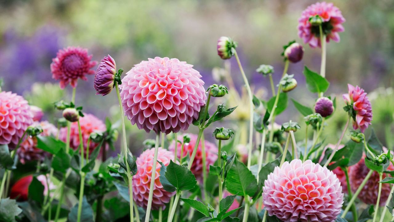 organic flower nursery bed with pink globe dahlias