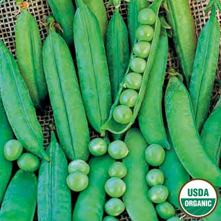 Pea, Green Arrow Organic Seeds