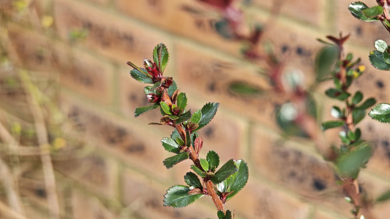 Xiaomi 15 Ultra review sample camera image