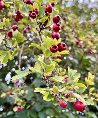 The red fruits of a hawthorn on a branch