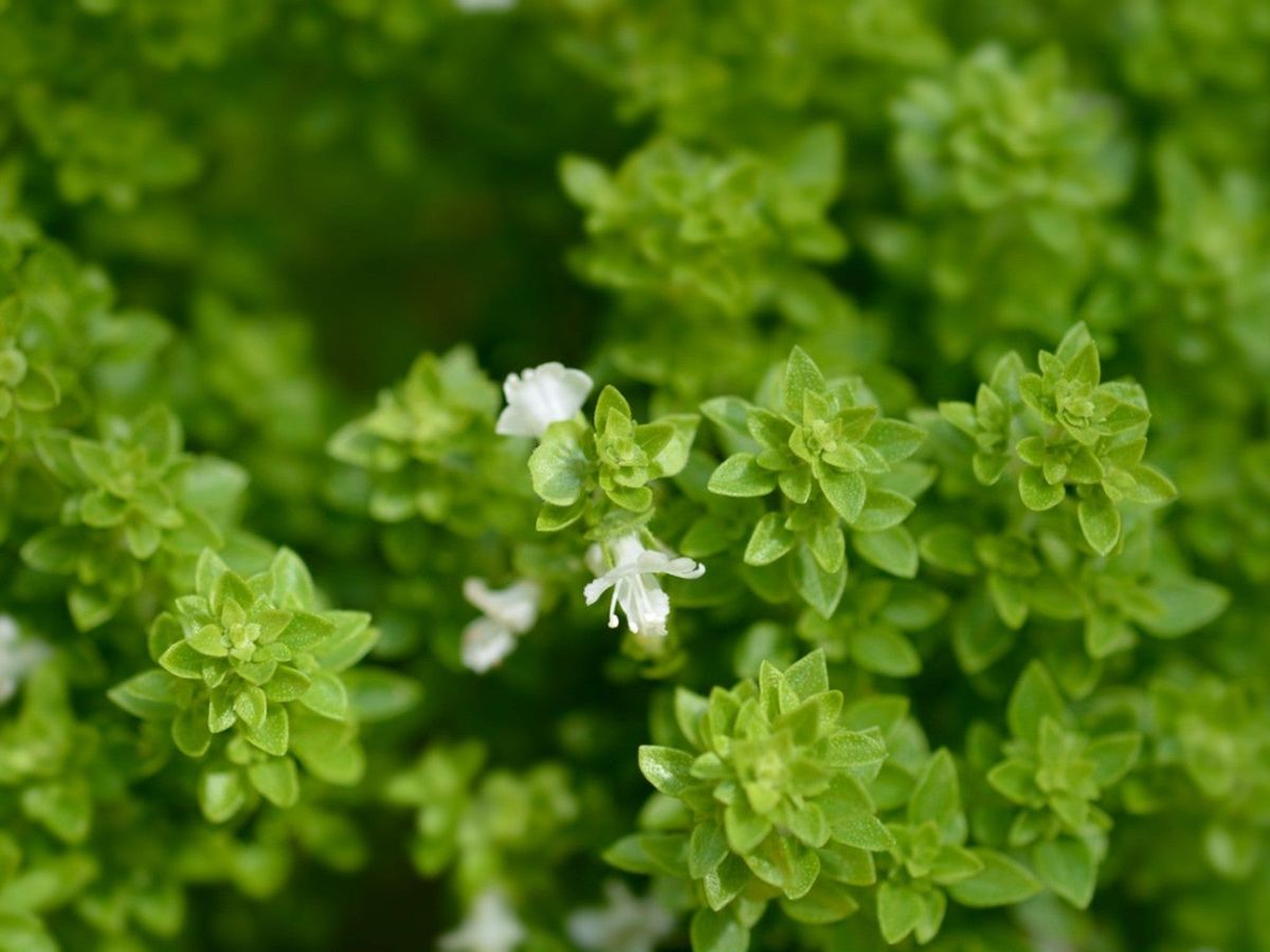 What Is Bush Basil Learn About Bush Basil Vs. Sweet Basil Herb Plants