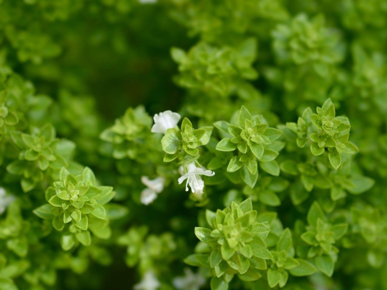 Close up of a bush basil plant with three white flowers growing out of it