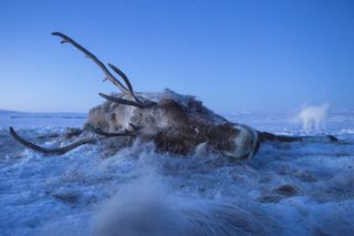 A dead reindeer in Alaska's Arctic Coast