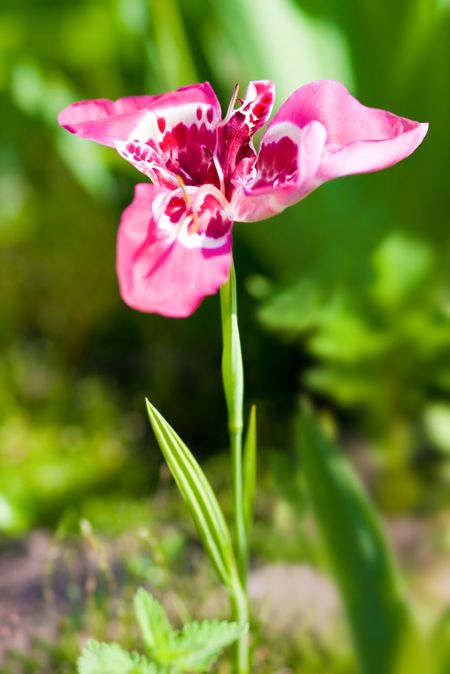 Single Red-Pink Tiger Flower