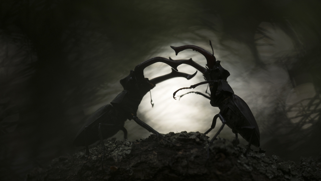 Two stag beetles engage in a dramatic duel, silhouetted against a blurred light background in a forest setting