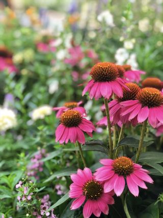 pink coneflowers and other garden bed plants
