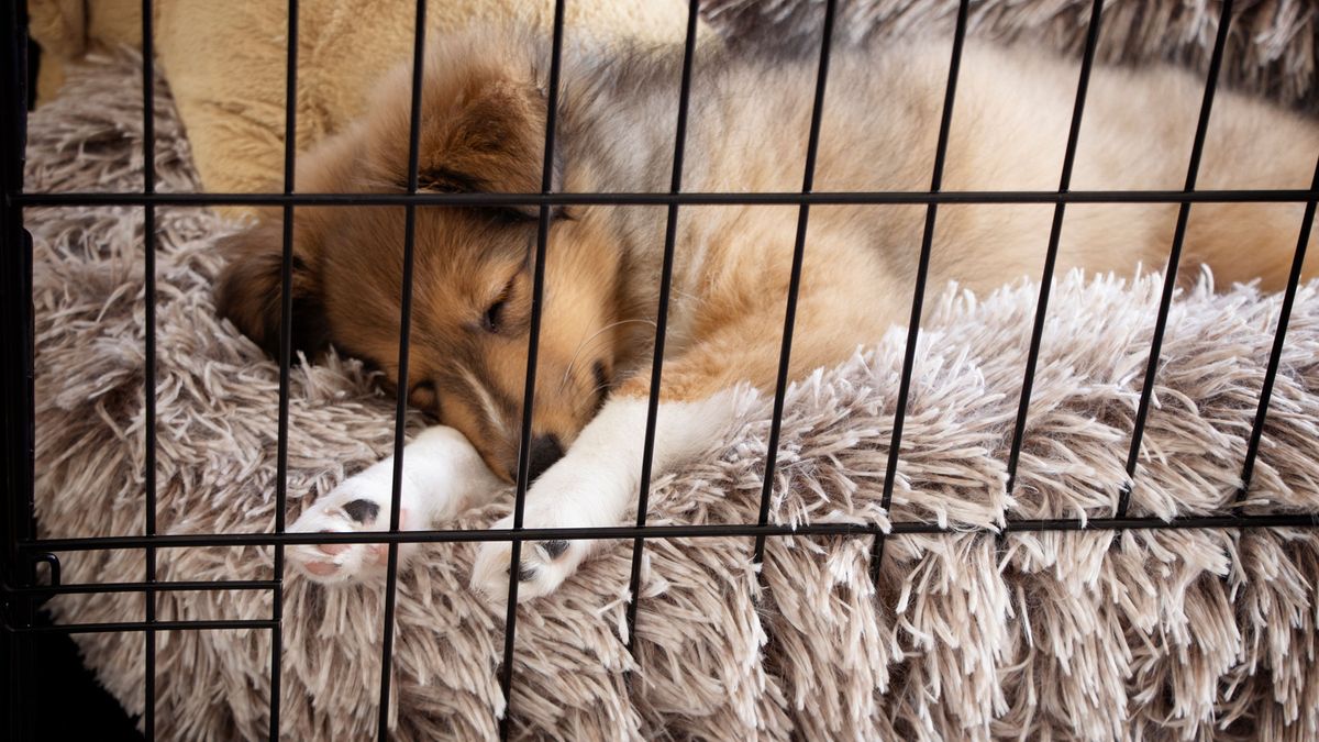 The Importance of Crate Training Your Dogs - Whole Dog Journal