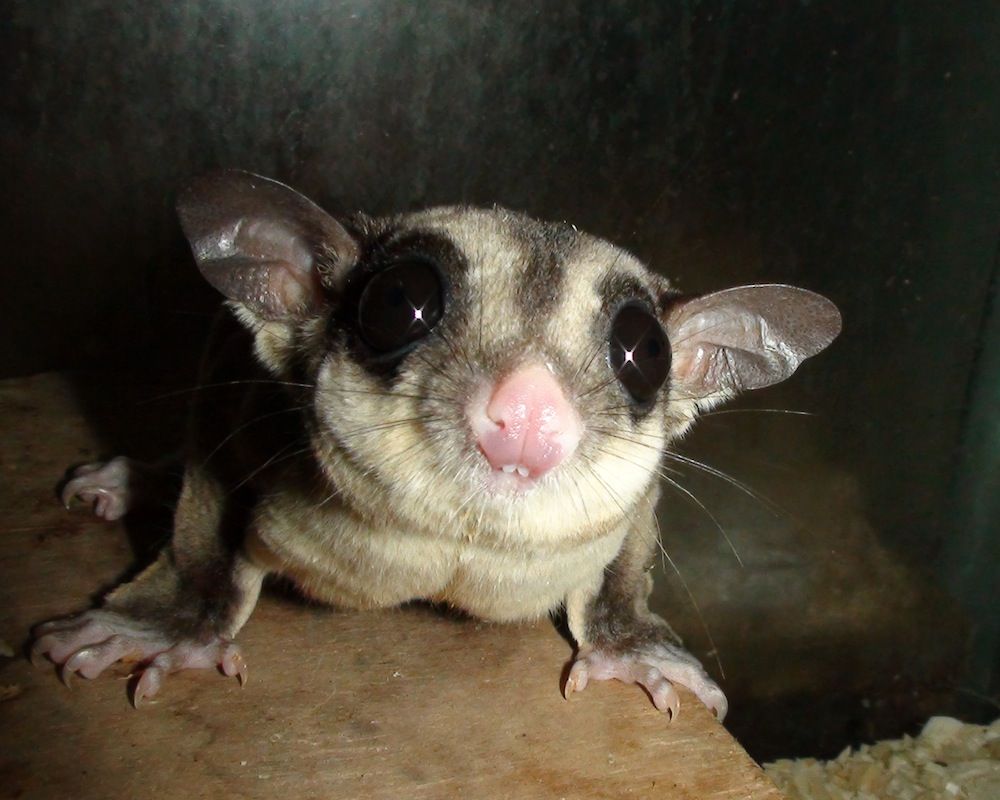 A marsupial sugar glider