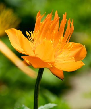 Trollius chinensis Golden Queen is a Beth Chatto favourite