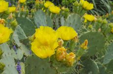 Yellow Flowered Opuntia Cacti