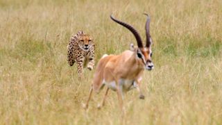 A photo of a cheetah chasing an impala.