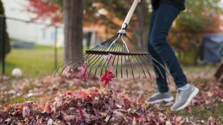 Person raking autumnal leaves wearing jeans, in a yard.