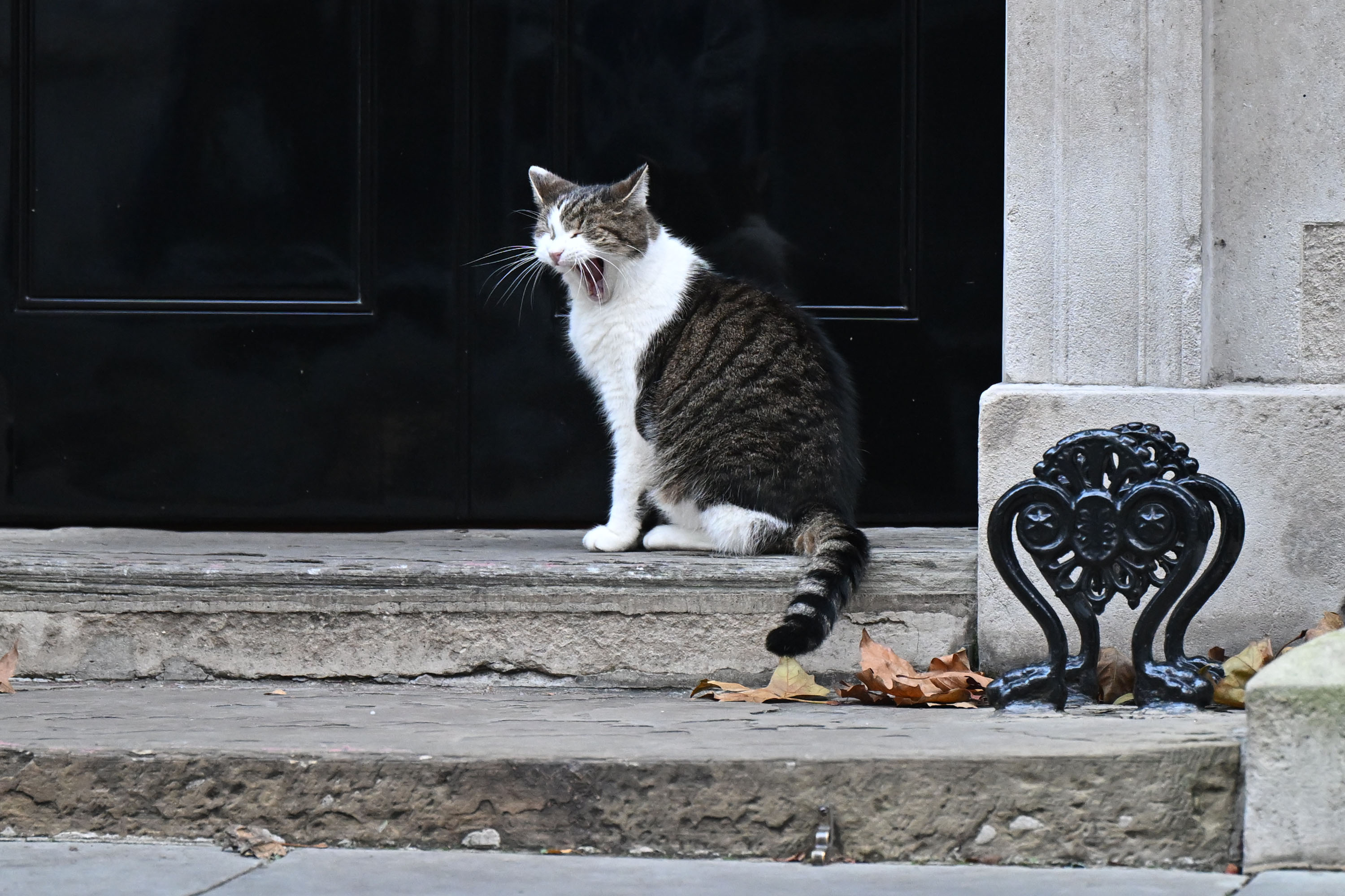 Larry the cat yawning outside Downing Street