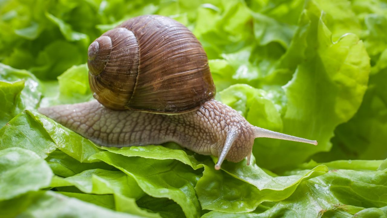 Close up of a snail on a lettuce leaf