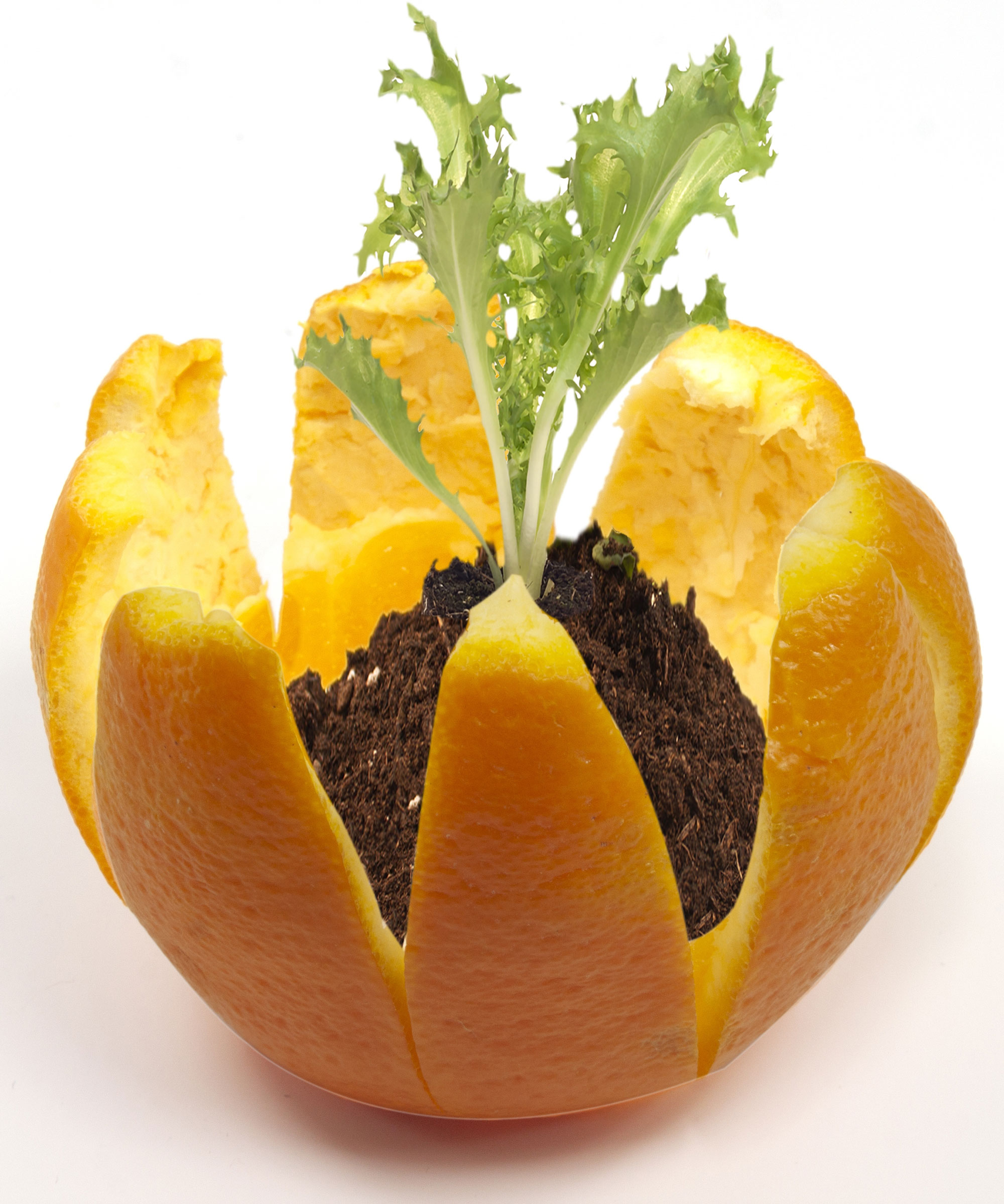 orange peel pot holding seedling in place