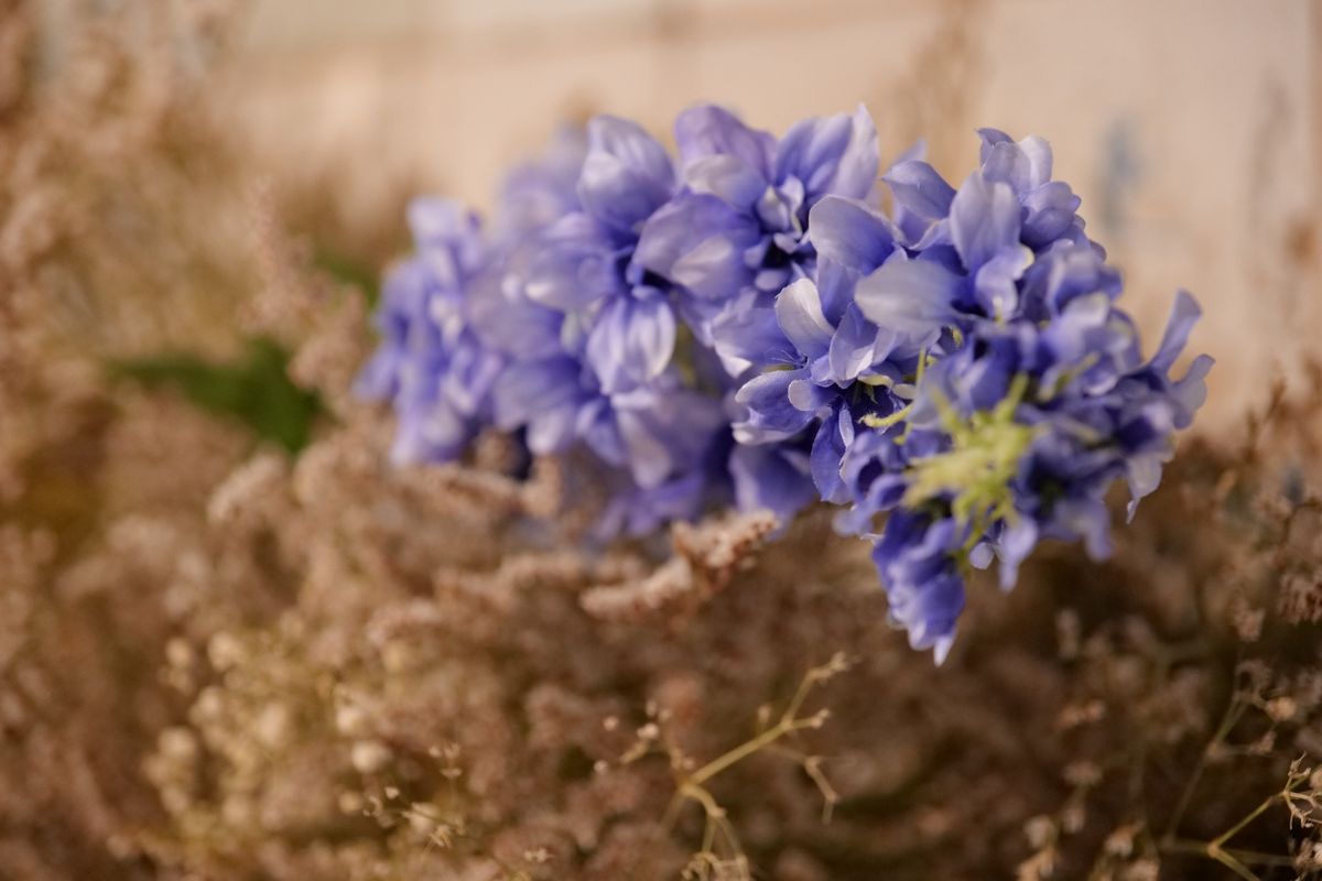 Panasonic S1 with Lumix S 24-105mm f/4 Macro O.I.S. at 105mm, f/4, 1/80sec, ISO6400, Standard Photo Style.