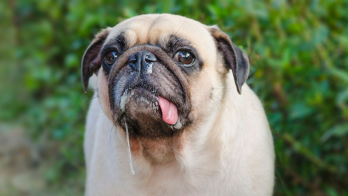 Dog sneezing: Vet's guide to causes and when to be concerned | PetsRadar