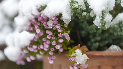 Winter planting in a terracotta pot covered by snow