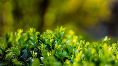 Japanese holly, or Ilex crenata, with green foliage in a sunny border