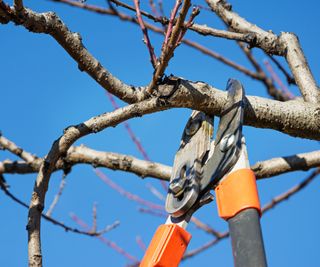 Fall tree pruning using loppers