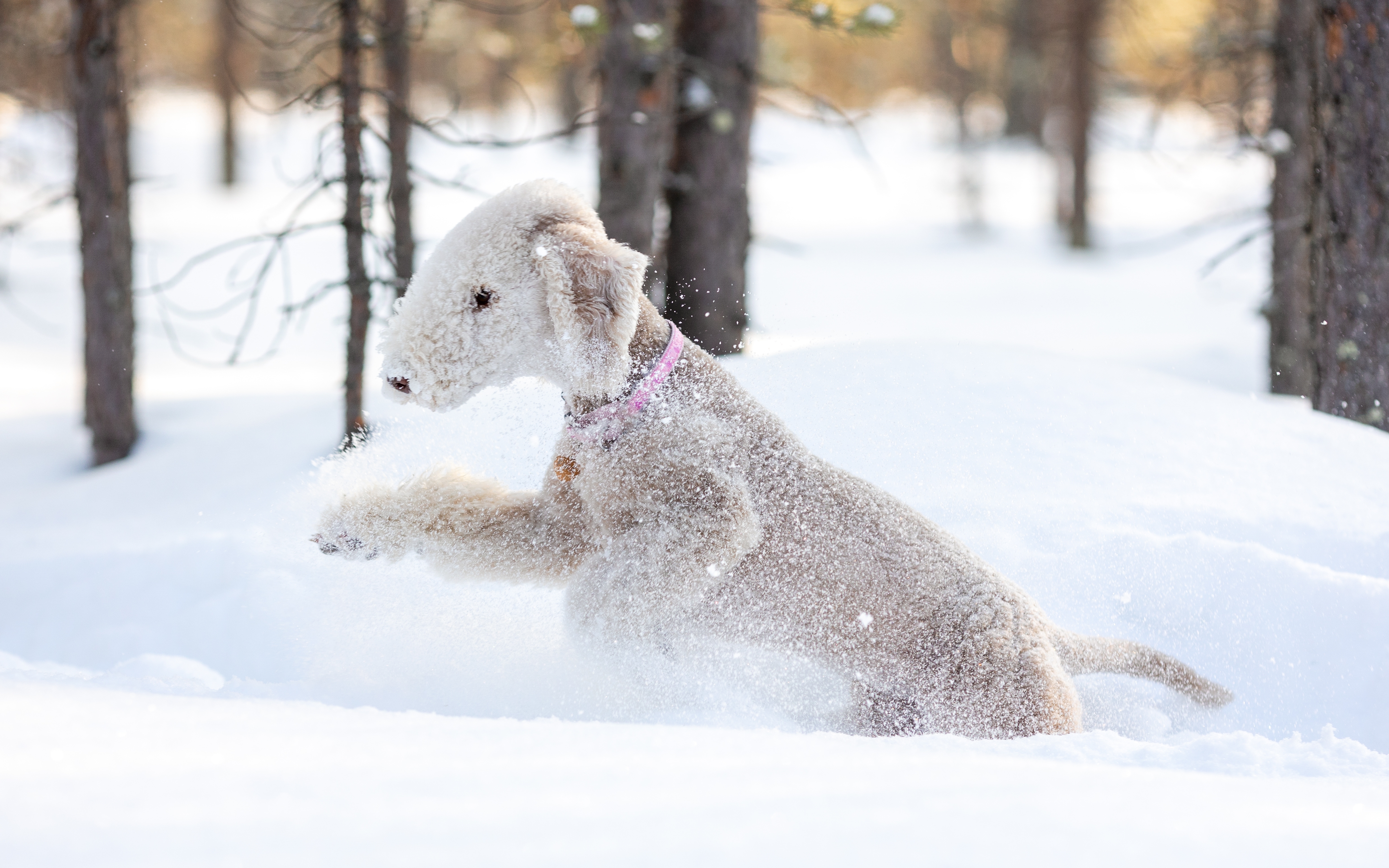 A Bedlington Terrier bounds energetically through deep snow in a pine forest, snow flying around its curly coat.