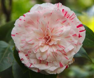 Close up of camellia japonica flower, Contessa Lavinia Maggi