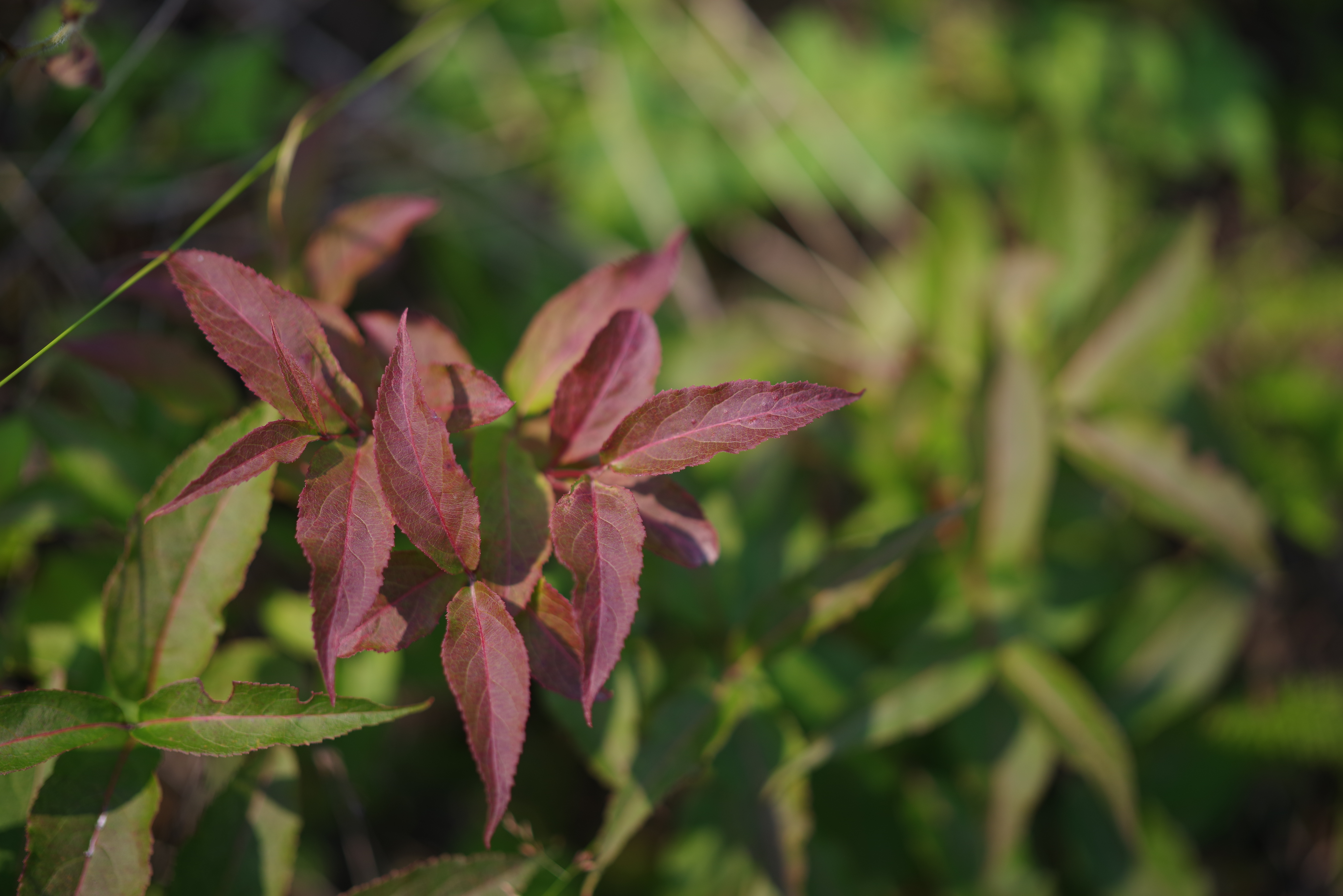 A portrait taken with the Pentax 85mm f/1.4 lens