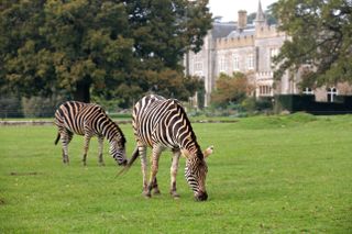 Plains zebra grazing at the Cotswold Wildlife Park.